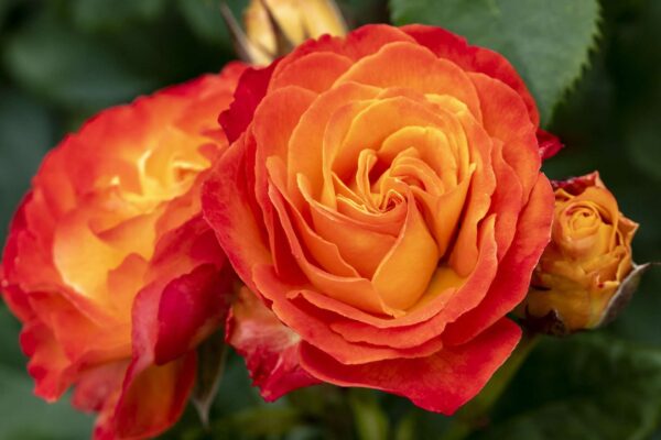Grootbloemige rozen kleuren tuin en terras