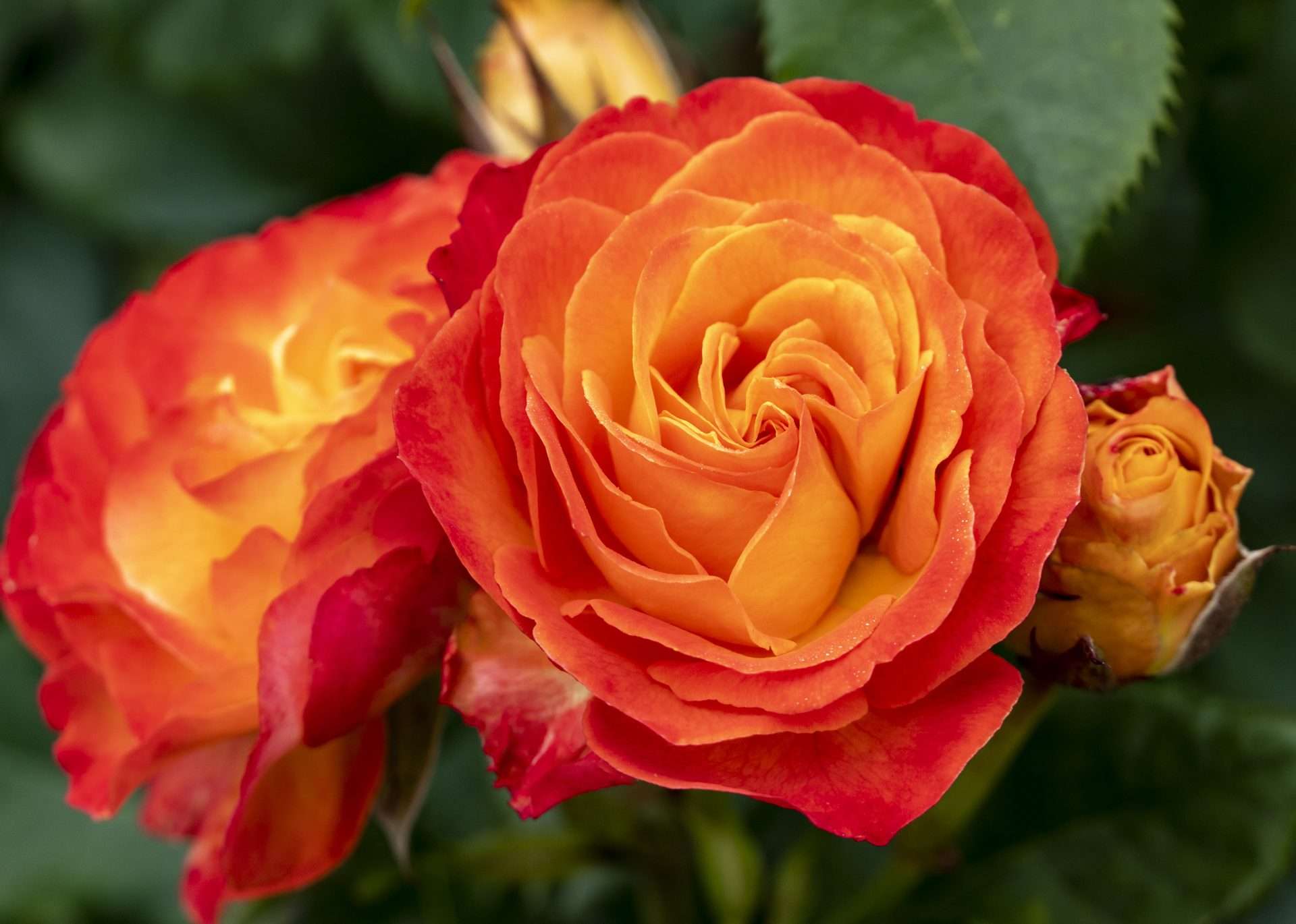 Je bekijkt nu Grootbloemige rozen kleuren tuin en terras