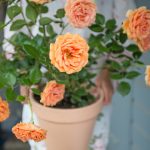 Tuinroos: duurzame schoonheid voor jaren