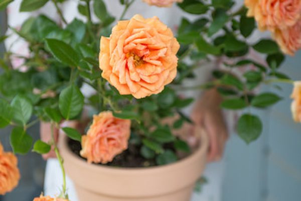 Tuinroos: duurzame schoonheid voor jaren