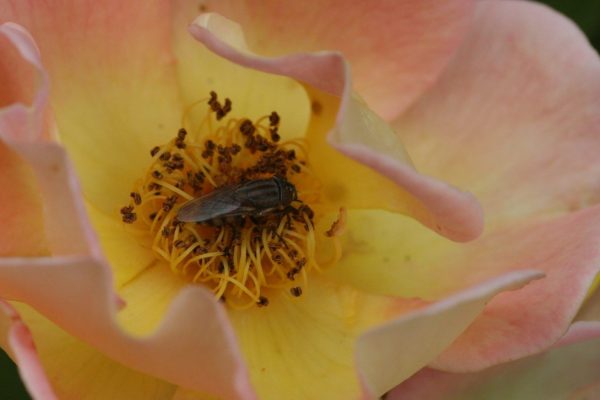 Biodiversiteit