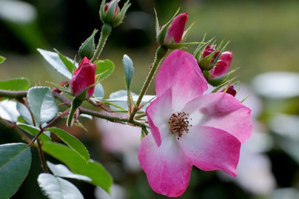 Kies rozen voor een prachtig bloeiende tuin: vijf redenen