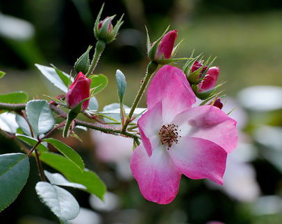 Je bekijkt nu Kies rozen voor een prachtig bloeiende tuin: vijf redenen