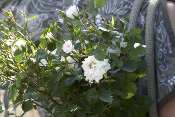 Rozen Planten