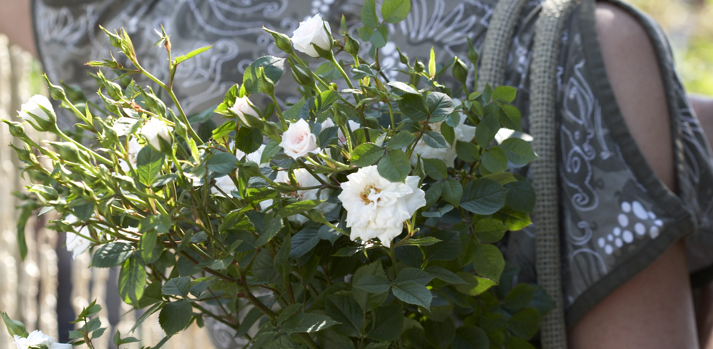 Je bekijkt nu Rozen Planten