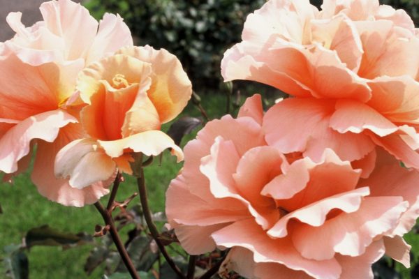 Rozen Snoeien