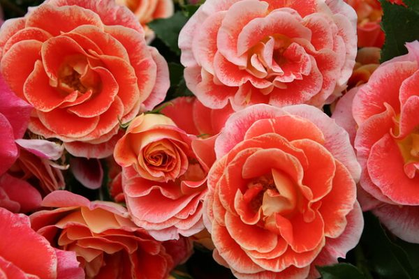 Verzorging Tuinrozen