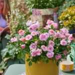 Rozen: droogtetolerant, hittebestendig en een feest voor bijen
