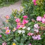 Stimuleer de biodiversiteit in je tuin: combineer rozen met andere planten