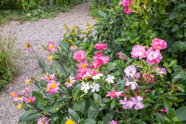 Stimuleer de biodiversiteit in je tuin: combineer rozen met andere planten